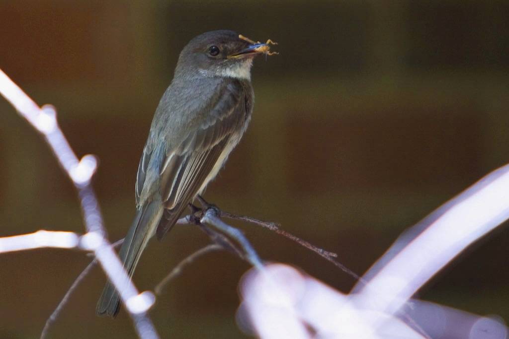 Eastern phoebe by NatureServe is marked with Public Domain Mark 1.0.